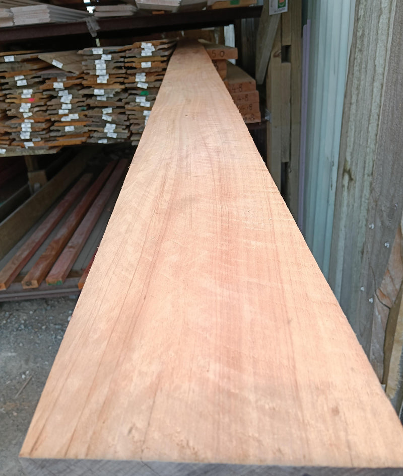 MACROCARPA 150X50 UT RS